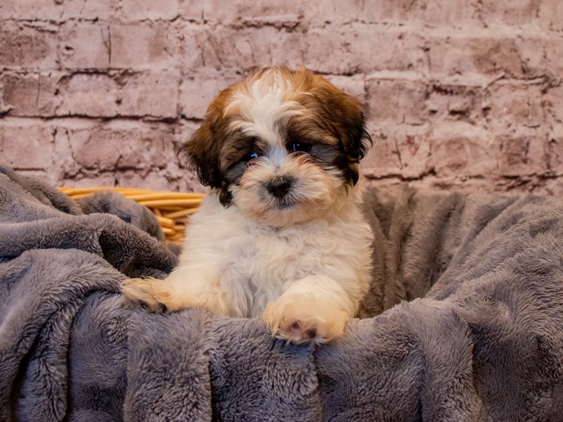 Shih Tzu- Available 1/12-Male-Gold and White-3463880-PetCenter Old Bridge