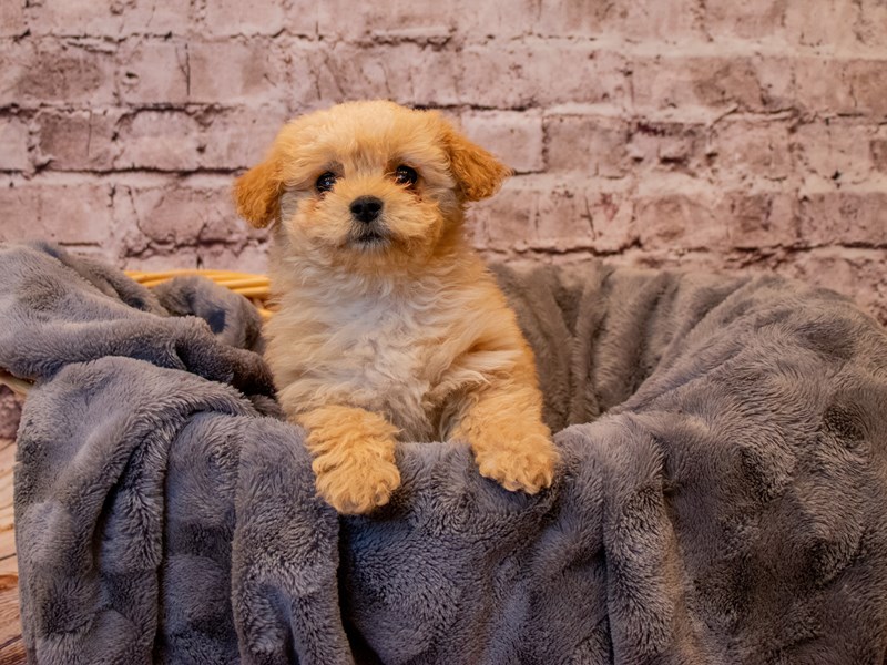 Mini Goldendoodle- Available 1/12-DOG-Female-Golden-3463968-PetCenter Old Bridge Puppies For Sale