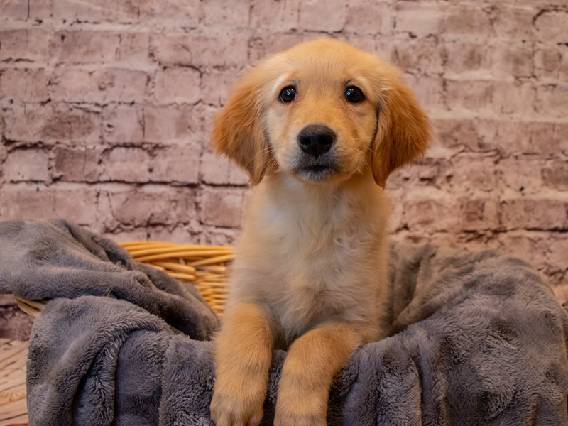 Golden Retriever- Available 1/12-Female-Golden-3464007-PetCenter Old Bridge Puppies For Sale