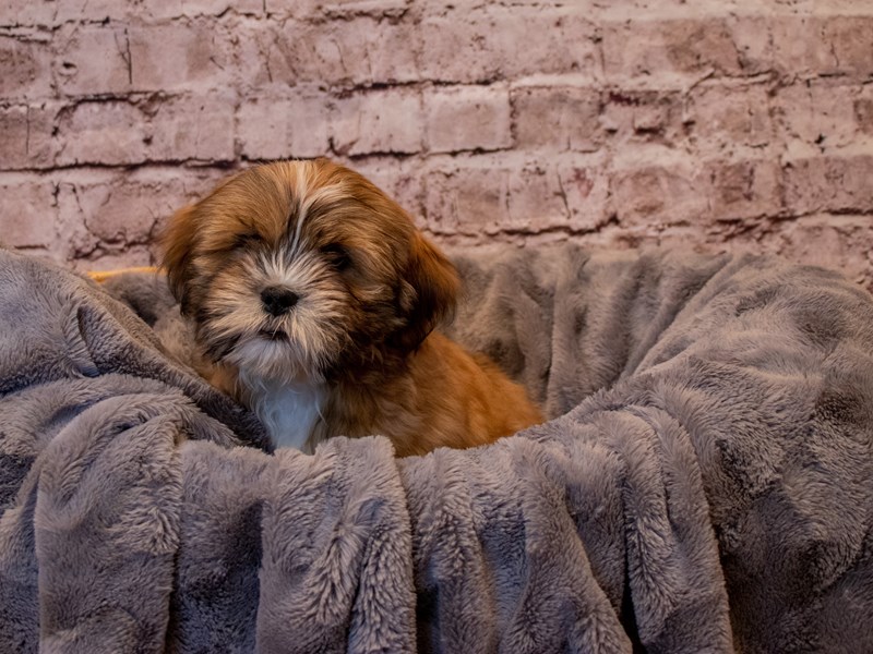 Lhasa Apso- Available 1/12-Male-Red Gold-3463907-PetCenter Old Bridge Puppies For Sale