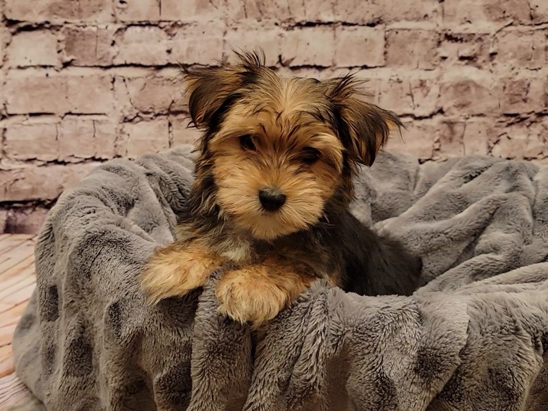 Morkie- Available 1/19-Male-Black and Tan-3474820-PetCenter Old Bridge Puppies For Sale