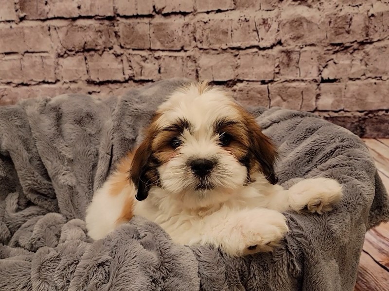 Teddy Bear- Available 1/19-DOG-Female-Gold and White-3474804-PetCenter Old Bridge Puppies For Sale