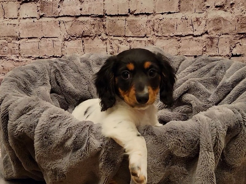 Dachshund- Available 1/19-Female-Black and Tan-3474683-PetCenter Old Bridge Puppies For Sale