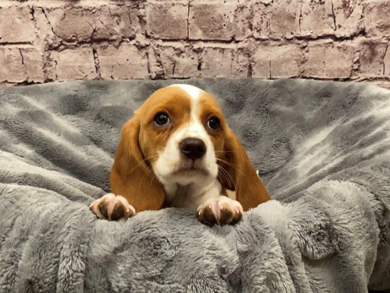 Beaglier- Available 1/19-Male-Red and White-3474718-PetCenter Old Bridge Puppies For Sale