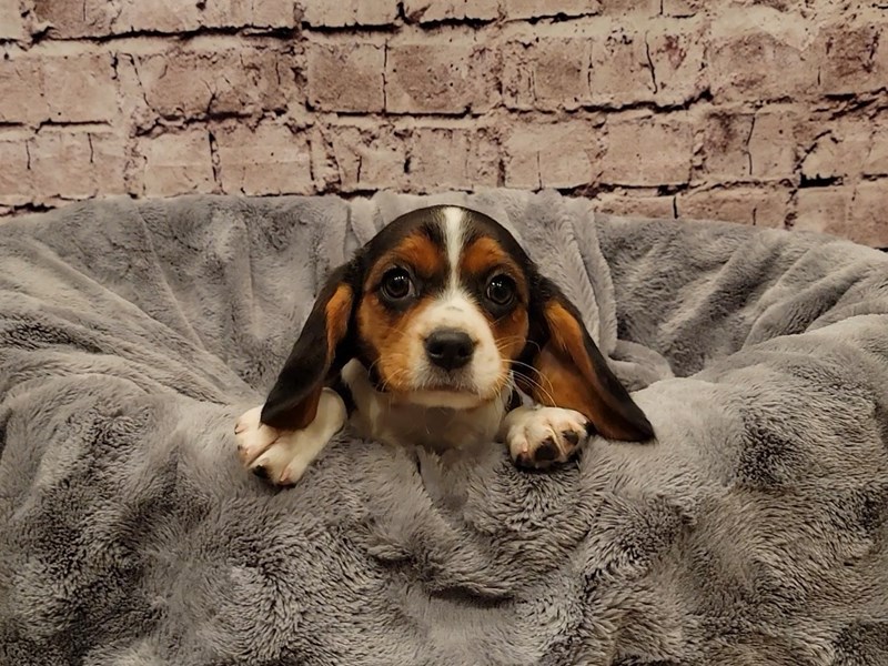 Beaglier- Available 1/19-Female-Black White and Tan-3474715-PetCenter Old Bridge Puppies For Sale