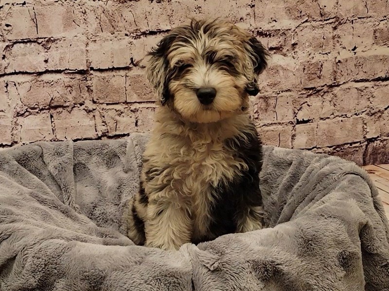 Miniature Bernedoodle 2nd Gen- Available 1/19-Female-Blue Merle-3474927-PetCenter Old Bridge Puppies For Sale