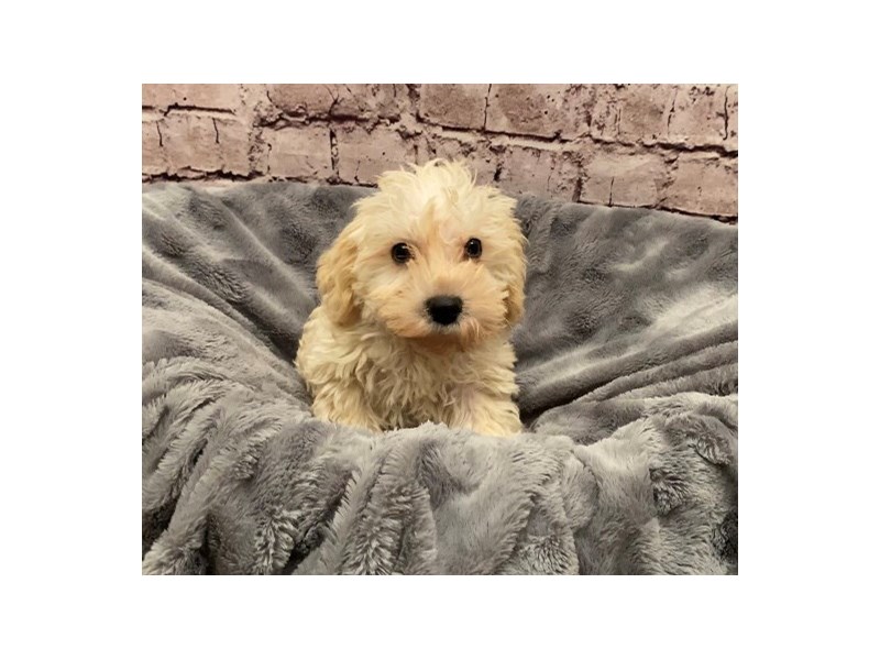 Schnoodle-DOG-Male-Apricot-3474634-PetCenter Old Bridge Puppies For Sale
