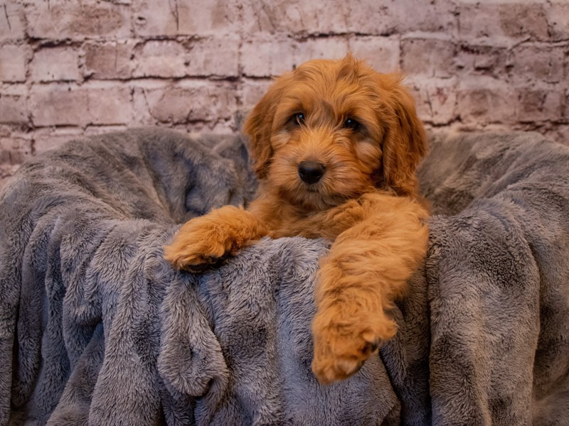 Mini Goldendoodle-Male-Red-3473331-PetCenter Old Bridge Puppies For Sale