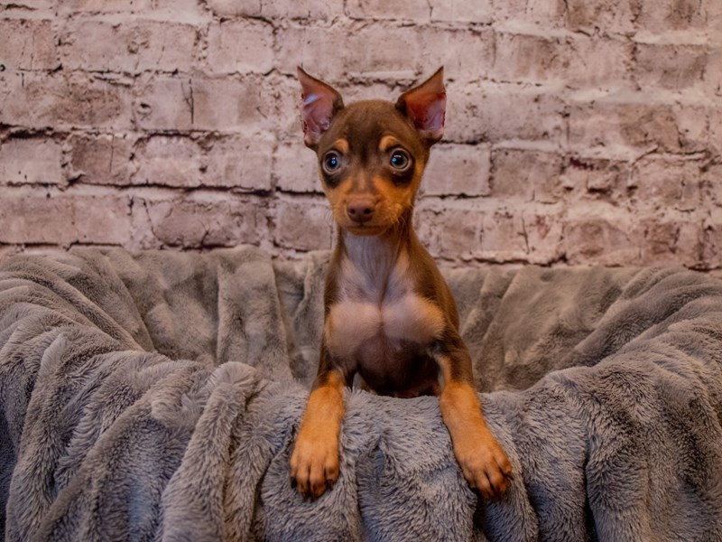 Miniature Pinscher- Available 1/19-Male-Chocolate-3473322-PetCenter Old Bridge