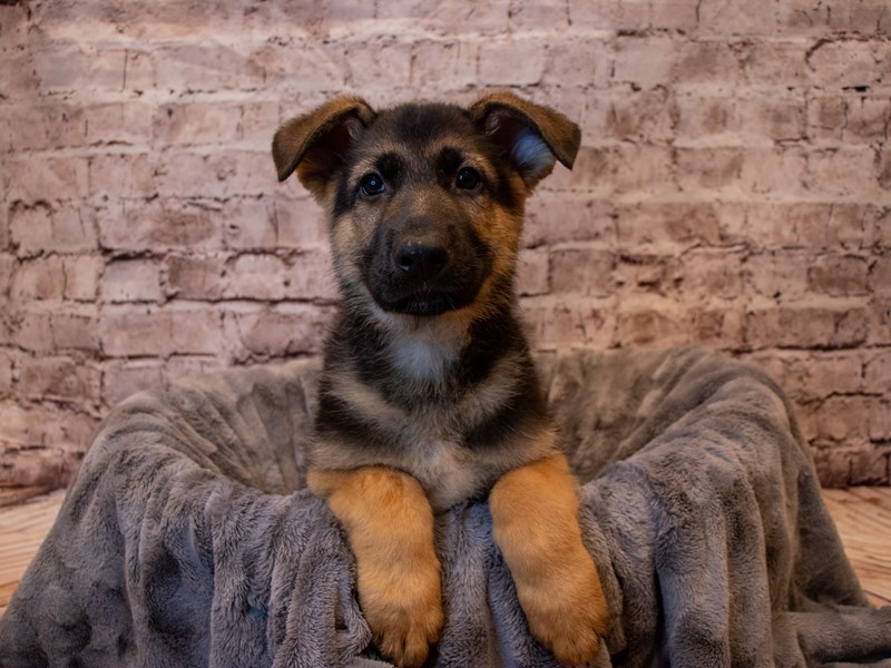 German Shepherd- Available 1/19-Male-Black / Red-3473336-PetCenter Old Bridge Puppies For Sale