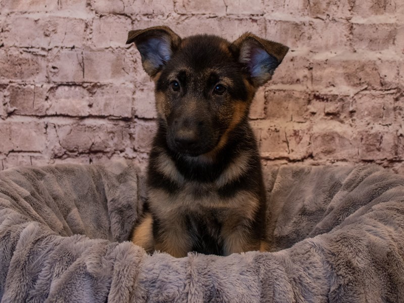 German Shepherd- Available 1/19-Female-Black / Red-3473335-PetCenter Old Bridge Puppies For Sale