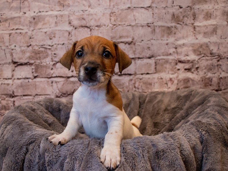 Jack Russell Terrier- Available 1/19-DOG-Male-Brown / White-3473327-PetCenter Old Bridge Puppies For Sale