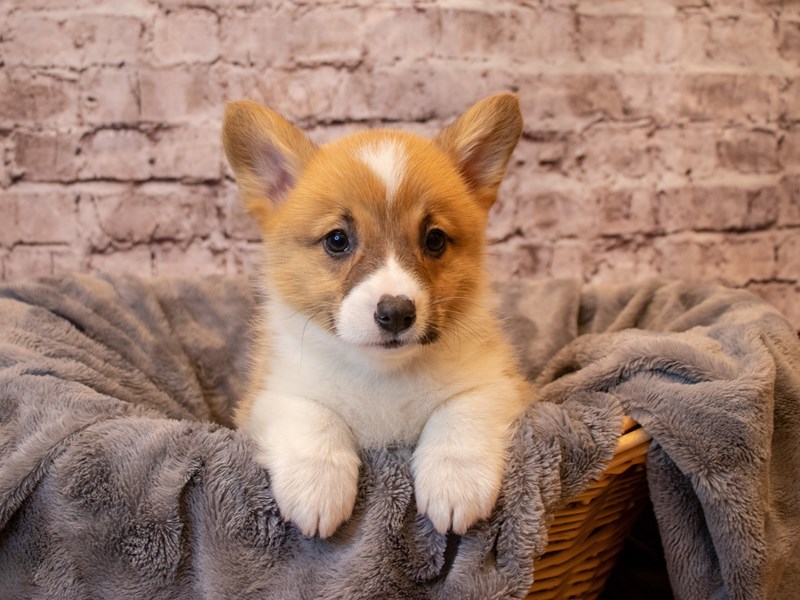 Pembroke Welsh Corgi- Available 1/26-Male-Red / White-3485025-PetCenter Old Bridge Puppies For Sale