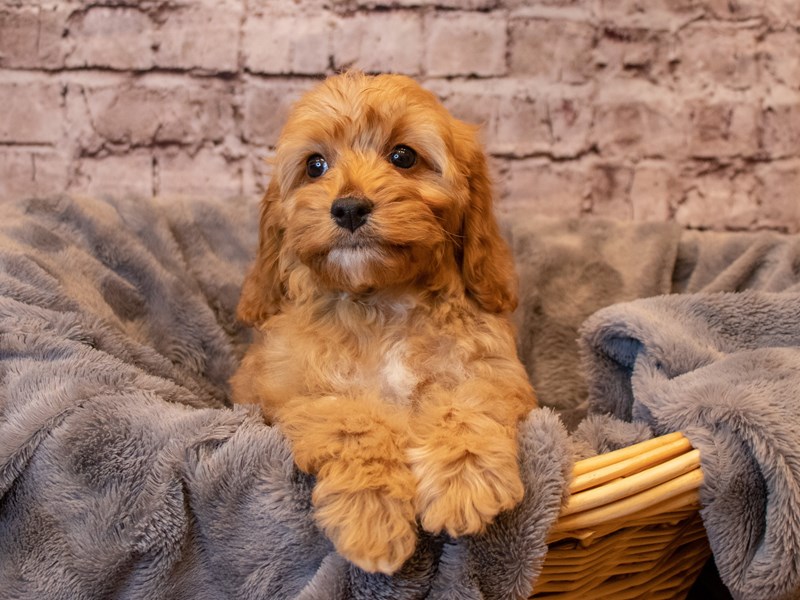 Cockapoo- Available 1/26-DOG-Male-Red-3485075-PetCenter Old Bridge Puppies For Sale