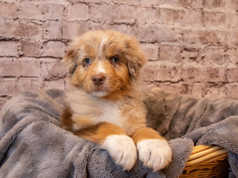 Australian Shepherd- Available 1/26-DOG-Male-Red Merle-3486245-PetCenter Old Bridge Puppies For Sale