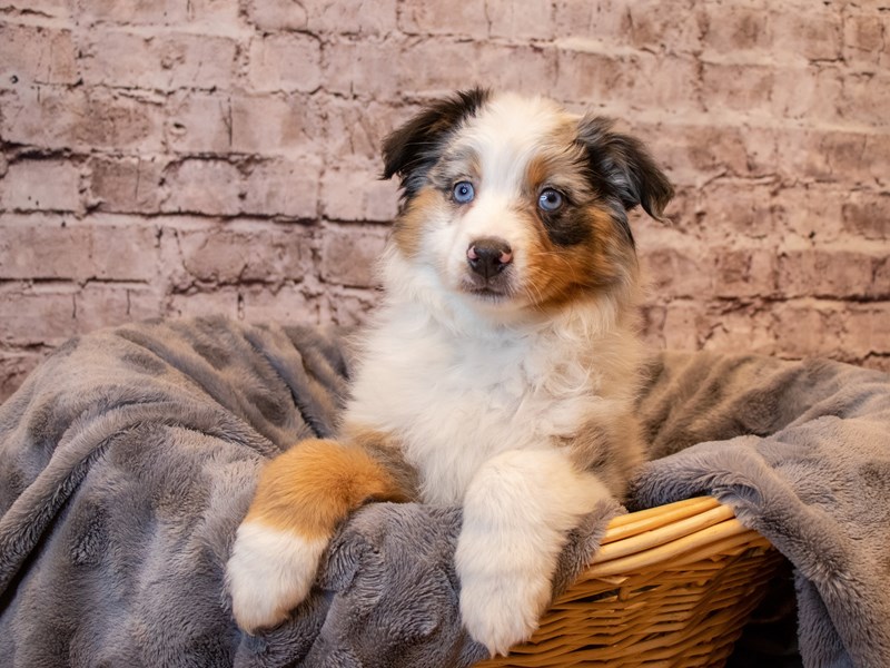 Miniature Australian Shepherd- Available 1/26-Female-Blue Merle White and Tan-3486130-PetCenter Old Bridge Puppies For Sale