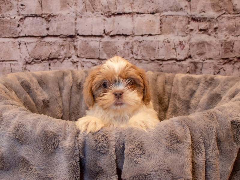Shih Tzu- Available 12/15-Male-Blue and White-3423754-PetCenter Old Bridge Puppies For Sale