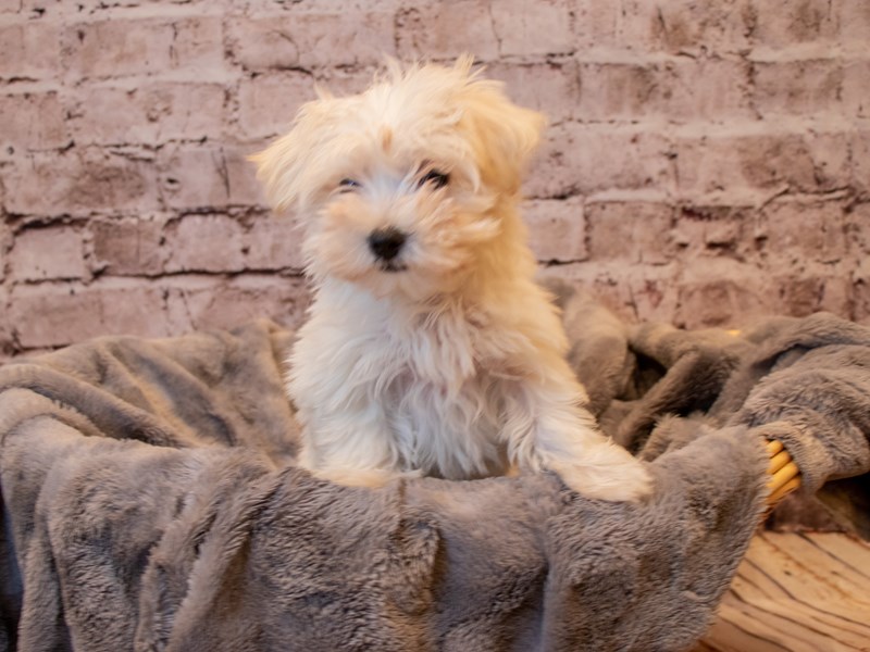 Havamalt-DOG-Female-White and Apricot-3433131-PetCenter Old Bridge Puppies For Sale