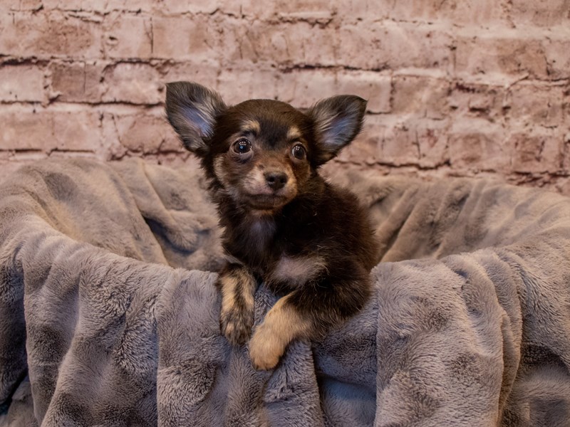 Chihuahua- Available 1/5-Male-Black and Tan-3452709-PetCenter Old Bridge Puppies For Sale