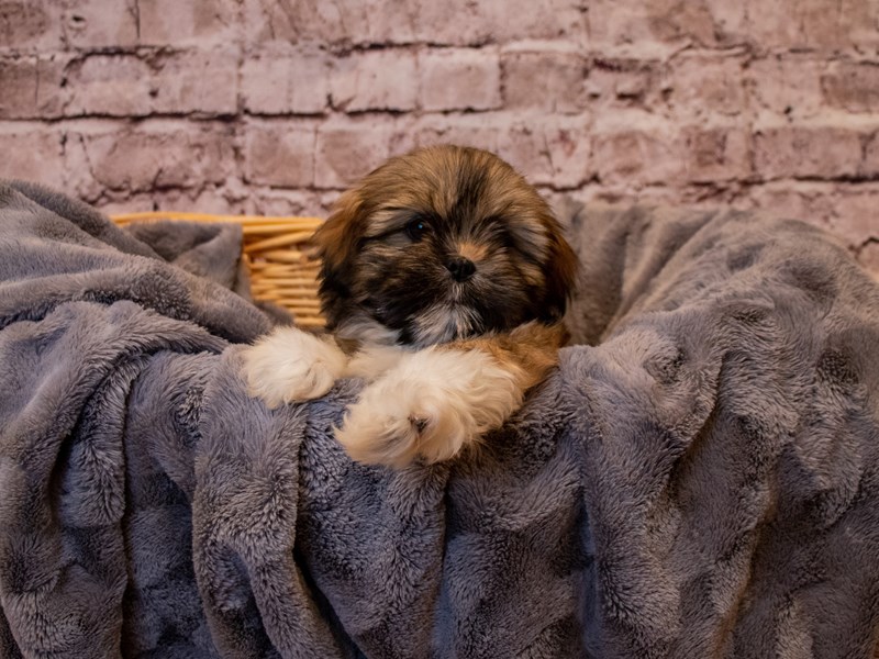 Lhasa Apso- Available 1/12-Female-Golden-3463905-PetCenter Old Bridge Puppies For Sale