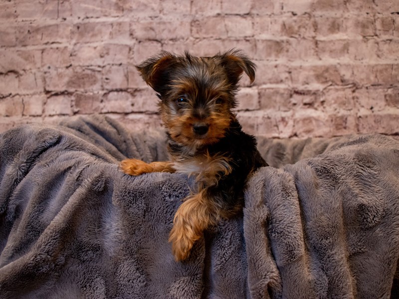 Yorkshire Terrier- Available 1/12-Female-Black and Tan-3463928-PetCenter Old Bridge Puppies For Sale