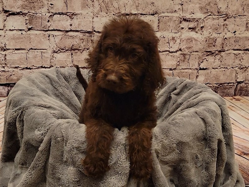 Labradoodle- Available 1/19-Male-Brown-3474887-PetCenter Old Bridge