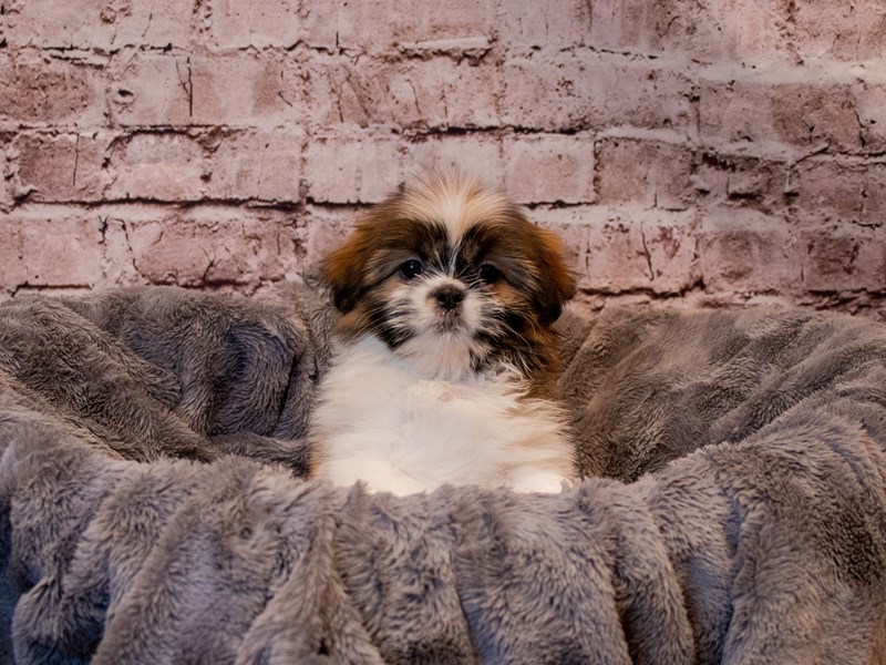 Shih Tzu- Available 1/19-Female-Brown / White-3473570-PetCenter Old Bridge Puppies For Sale