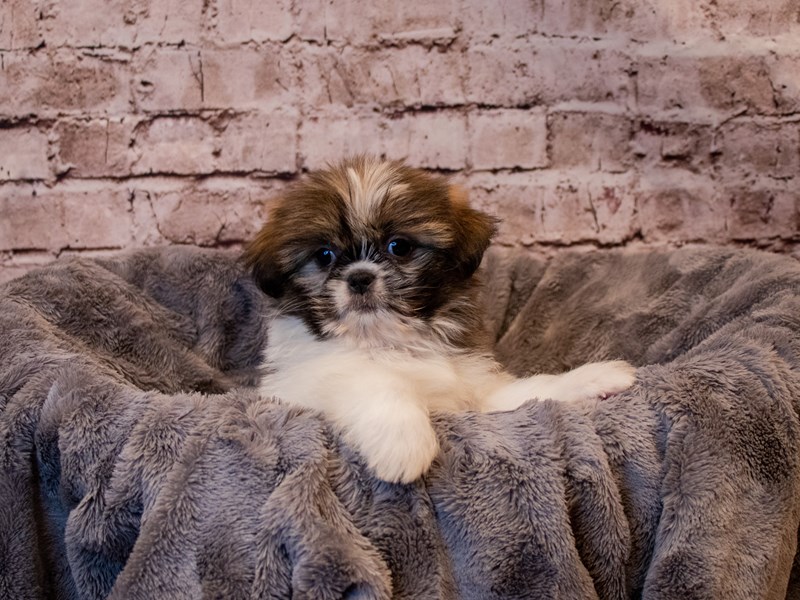 Shih Tzu- Available 1/19-Male-Brown / White-3473572-PetCenter Old Bridge