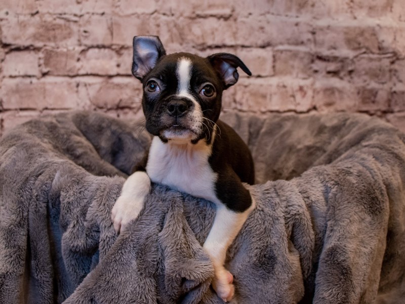 Boston Terrier-Male-Black / White-3473337-PetCenter Old Bridge Puppies For Sale