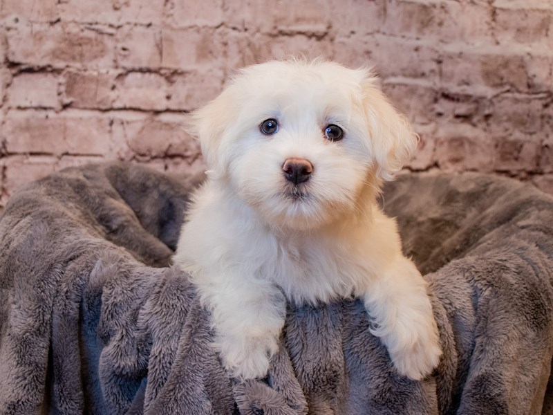 Coton De Tulear-Male-White-3473338-PetCenter Old Bridge Puppies For Sale