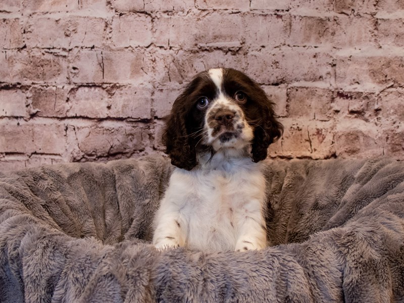 Cocker Spaniel- Available 1/19-DOG-Male-Chocolate / White-3473569-PetCenter Old Bridge