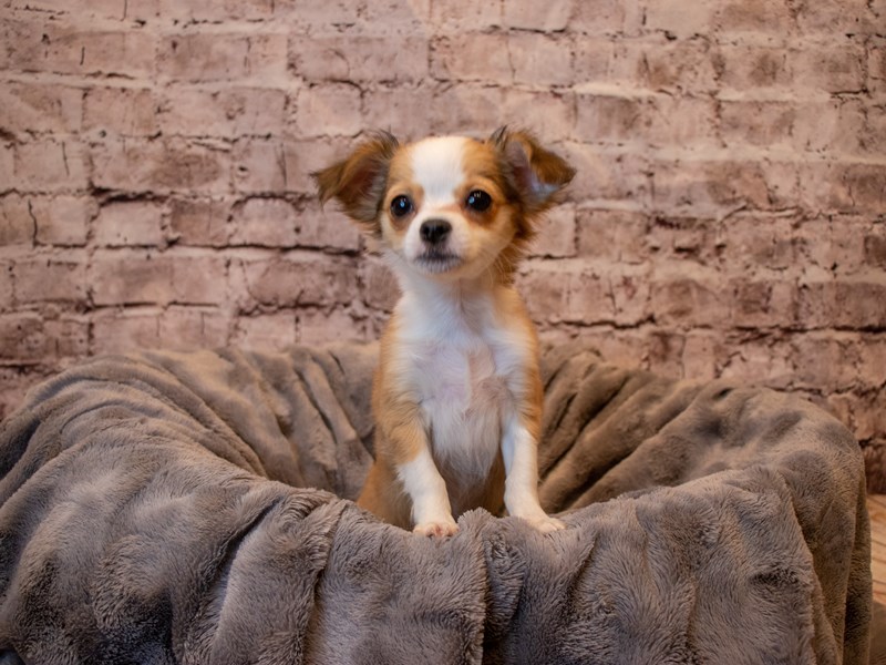Chihuahua- Available 1/26-Female-Fawn / White-3485027-PetCenter Old Bridge