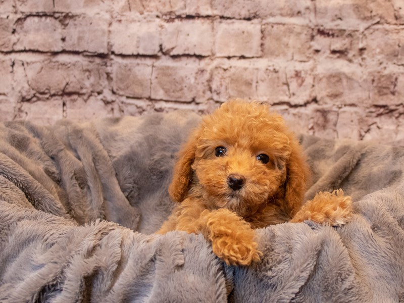 Poodle- Available 1/26-Female-Light Red-3485076-PetCenter Old Bridge Puppies For Sale