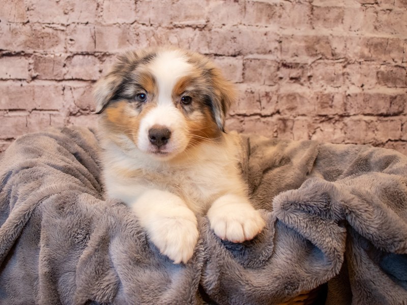 Miniature American Shepherd- Available 1/26-Male-Blue Merle-3485030-PetCenter Old Bridge Puppies For Sale