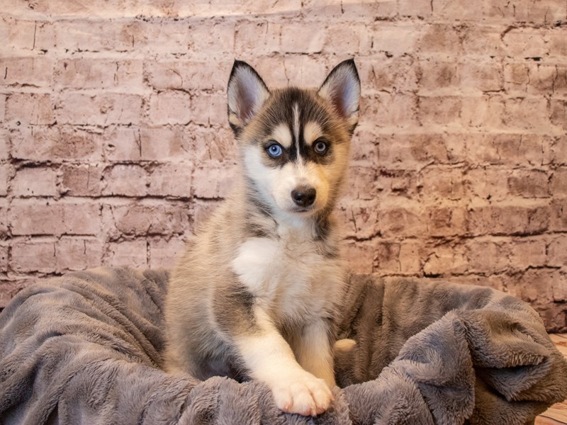 Pomsky 2nd Gen- Available 1/26-DOG-Female-Black / White-3485028-PetCenter Old Bridge Puppies For Sale