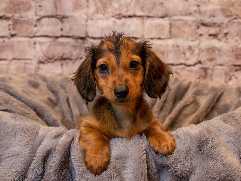 Dachshund- Available 1/26-Female-Red-3486275-PetCenter Old Bridge Puppies For Sale