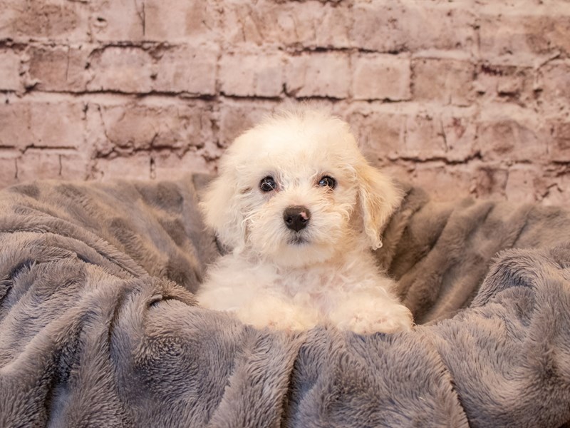 Bichon Frise- Available 1/26-DOG-Male-White-3486164-PetCenter Old Bridge Puppies For Sale