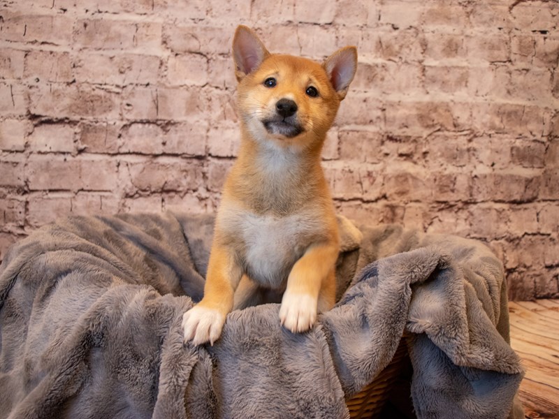Shiba Inu- Available 1/26-DOG-Female-Red-3486293-PetCenter Old Bridge Puppies For Sale