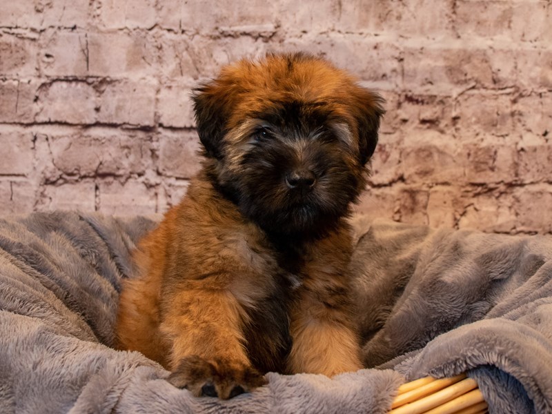 Soft Coated Wheaten Terrier- Available 1/26-Male-Wheaten-3486140-PetCenter Old Bridge