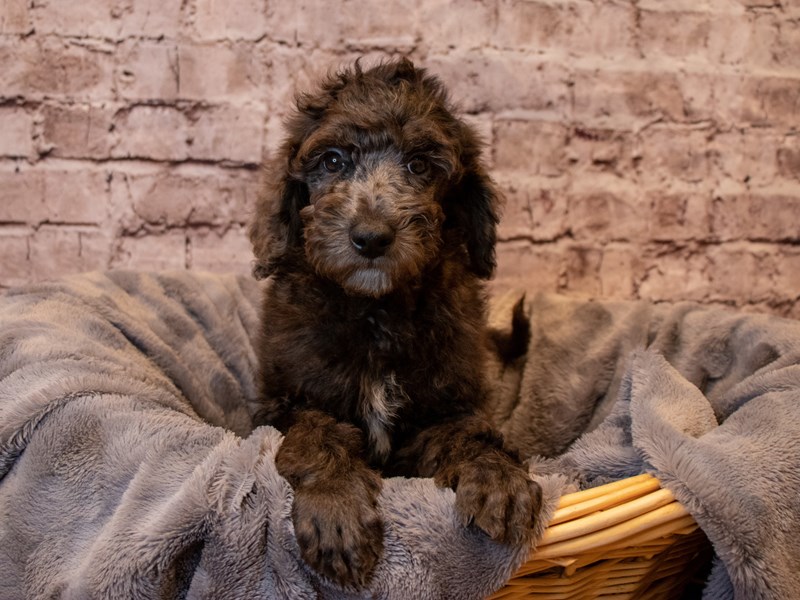 Poodle- Available 1/26-DOG-Male-Brown-3486067-PetCenter Old Bridge Puppies For Sale