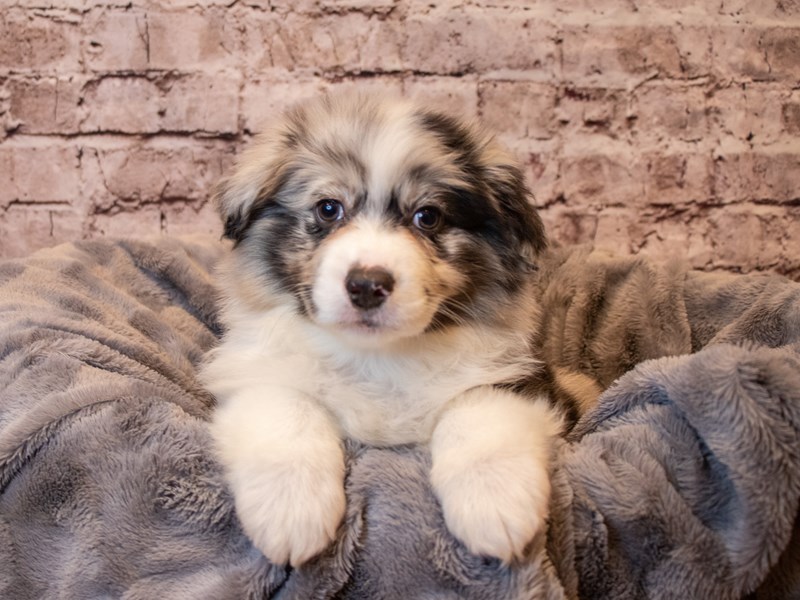 Australian Eskimo- Available 1/26-Male-Blue and White-3486234-PetCenter Old Bridge Puppies For Sale