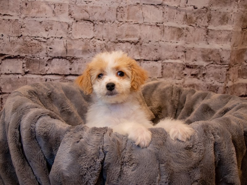 Bichon Poo-Female-Cream and White-3496301-PetCenter Old Bridge Puppies For Sale