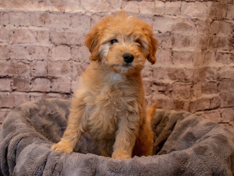 Mini Goldendoodle-Female-Golden-3495117-PetCenter Old Bridge Puppies For Sale