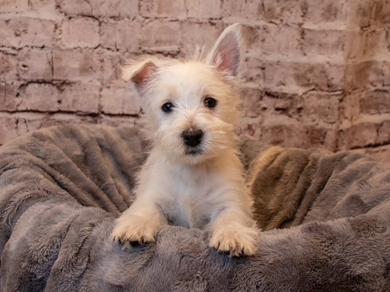 West Highland White Terrier-Male-White-3495120-PetCenter Old Bridge Puppies For Sale