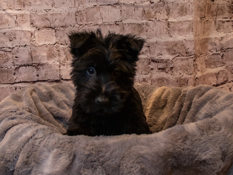 Scottish Terrier-Female-Black-3495115-PetCenter Old Bridge Puppies For Sale