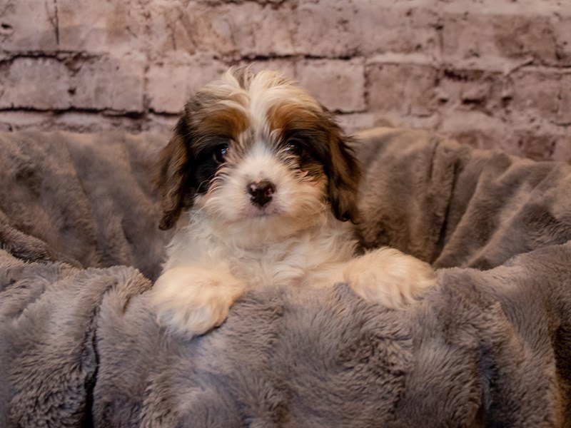 Cavapoo-DOG-Male-Blue Merle-3496460-PetCenter Old Bridge Puppies For Sale