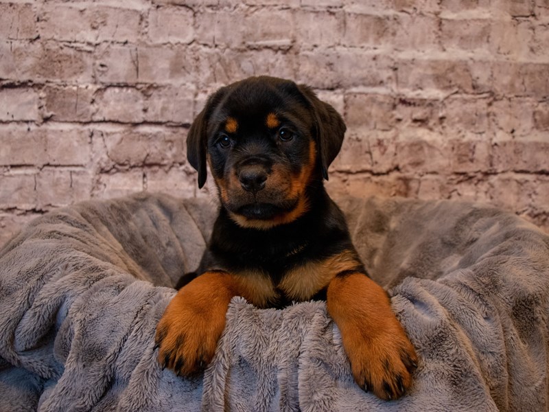 Rottweiler- Available 2/9-Female-Black / Tan-3505308-PetCenter Old Bridge Puppies For Sale