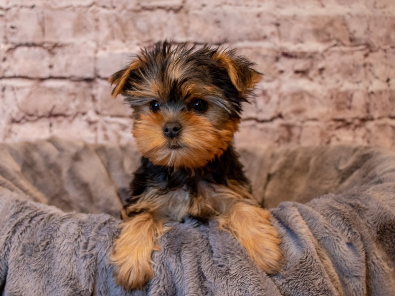 Yorkshire Terrier- Available 2/9-DOG-Female-Black / Tan-3505307-PetCenter Old Bridge Puppies For Sale