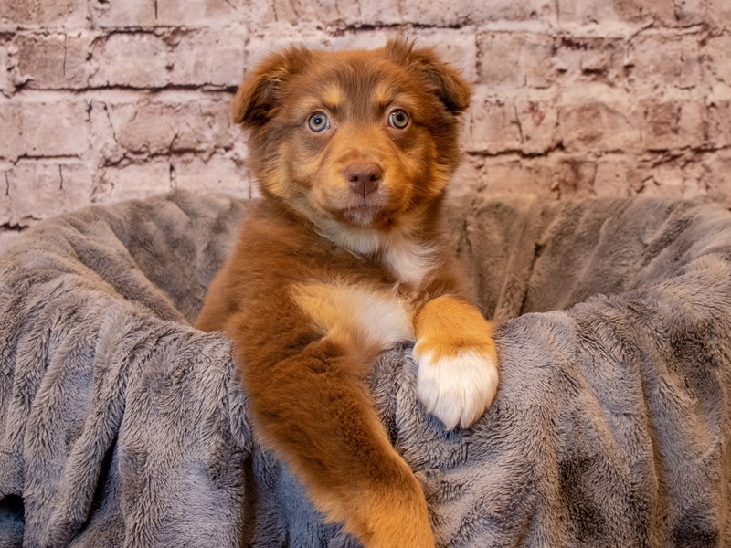 Australian Shepherd- Available 2/9-Female-Red-3507038-PetCenter Old Bridge Puppies For Sale