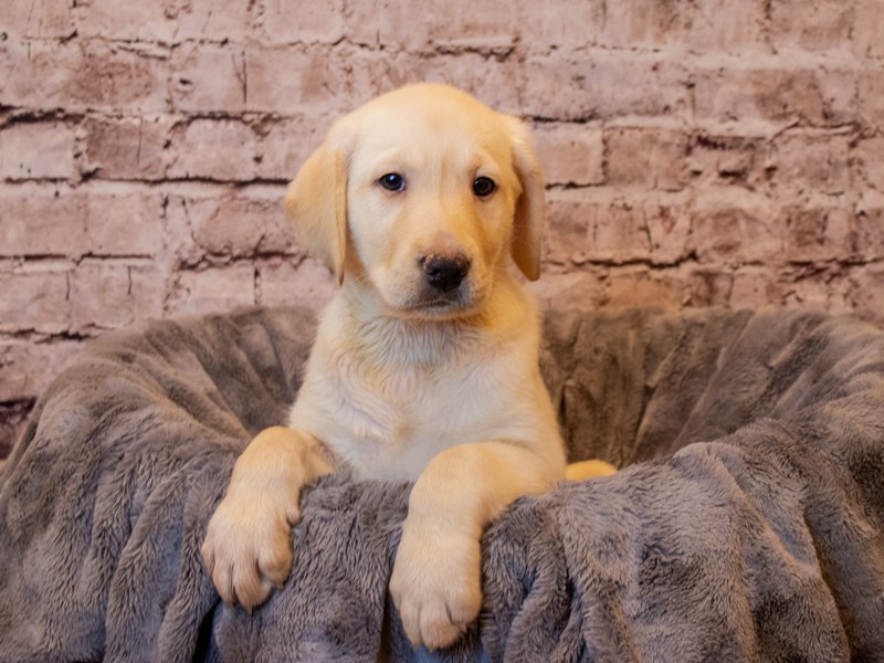 Labrador Retriever- Available 2/9-Female-Yellow-3506921-PetCenter Old Bridge Puppies For Sale
